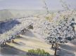 Champ d'abricotiers - Apricot yard (18x23) 7